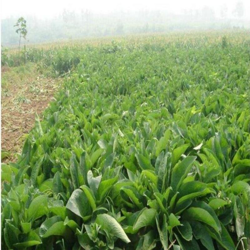 鲁梅克斯种子，俄罗斯饲料菜多年生牧草种籽猪牛羊鸡鸭鹅