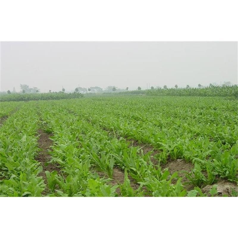 鲁梅克斯种子，俄罗斯饲料菜多年生牧草种籽猪牛羊鸡鸭鹅