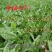 鲁梅克斯种子,俄罗斯饲料菜多年生牧草种籽猪牛羊鸡鸭鹅