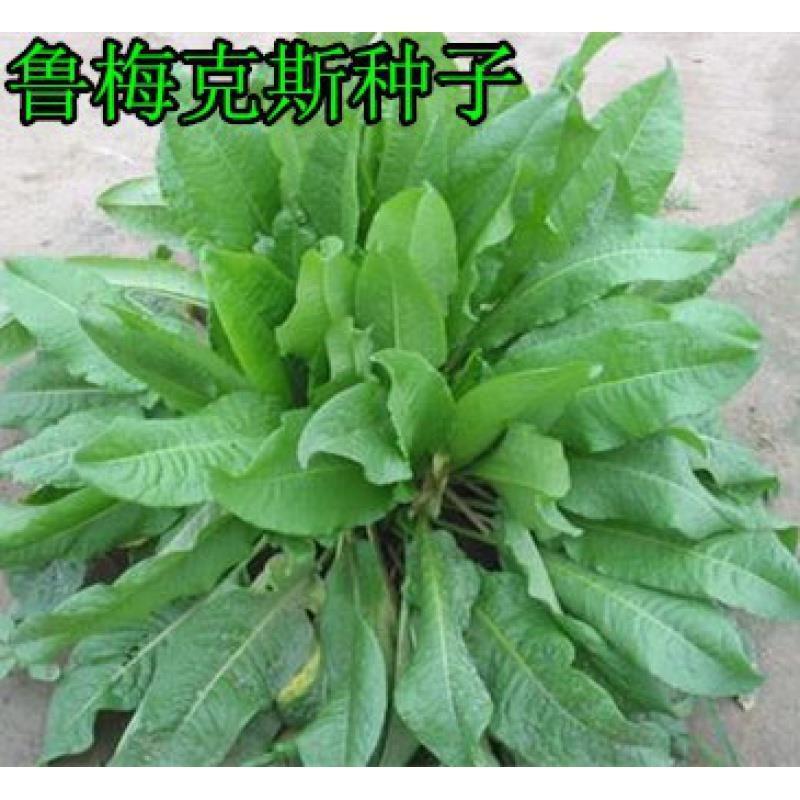 鲁梅克斯种子，俄罗斯饲料菜多年生牧草种籽猪牛羊鸡鸭鹅