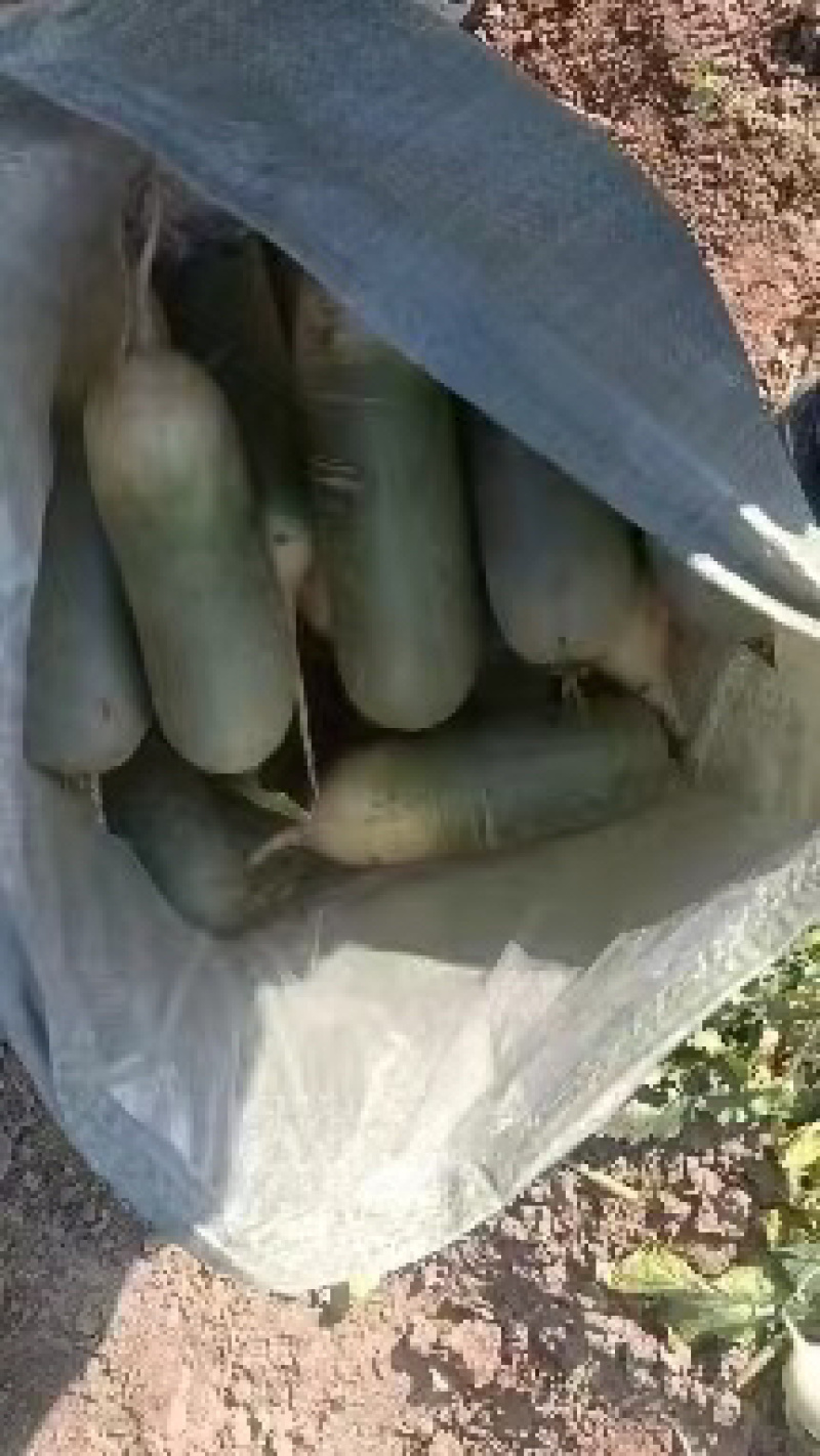 精品红皮罗卜，个头均匀，颜色漂亮货源充足