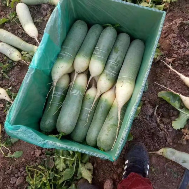 精品红皮罗卜，个头均匀，颜色漂亮货源充足