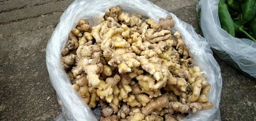 市场摊位上的沙姜与生姜陈列