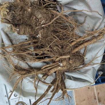新鲜当归大量上市