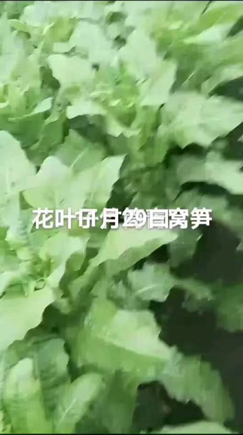 窝笋尖叶莴笋大量供应一手货源可以视频看货量大从优