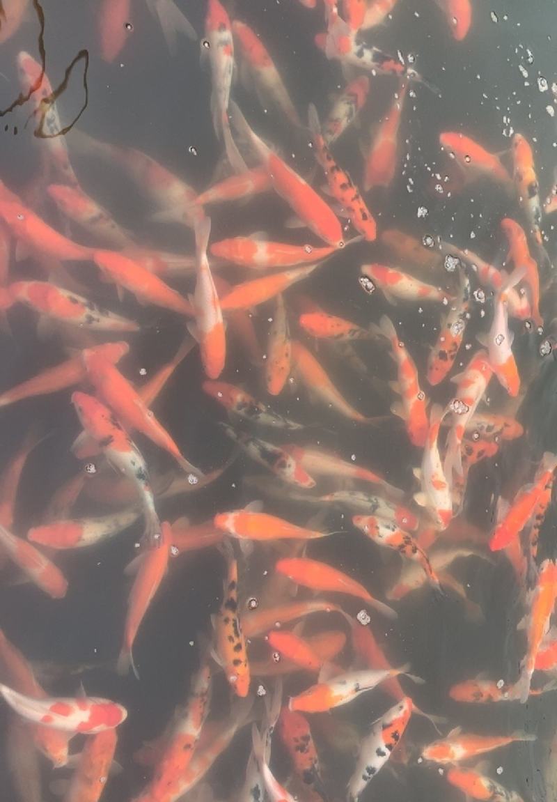 锦鲤鱼