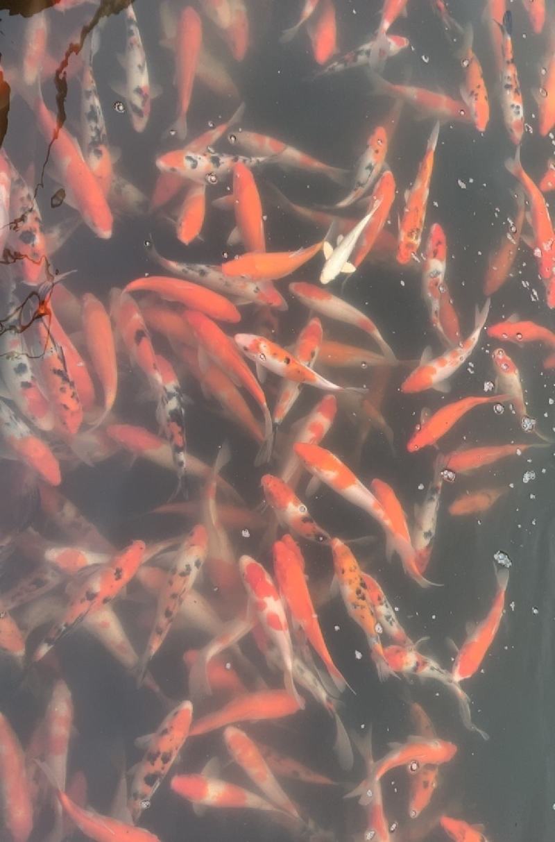 锦鲤鱼