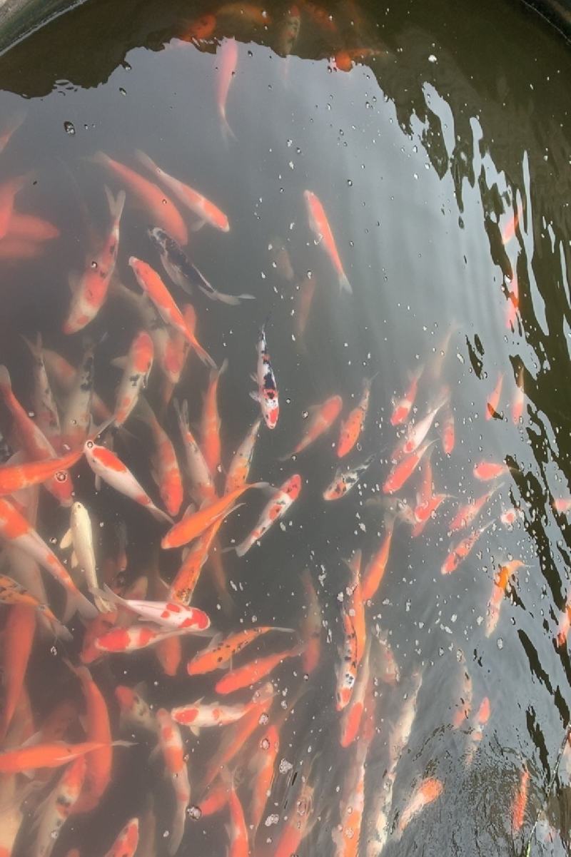 锦鲤鱼