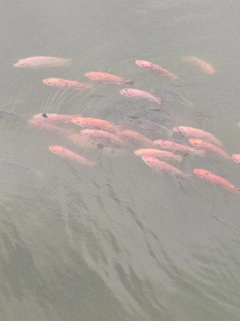 锦鲤鱼
