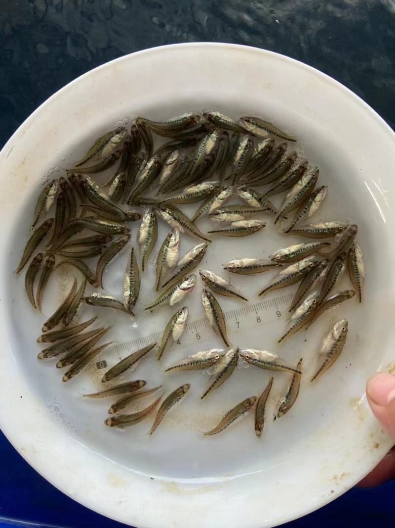 加洲鲈鱼已完成训料，大单接单中，也有少量客户订单训化吃虫