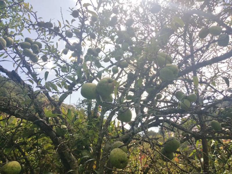 酸木瓜云南特产白花酸木瓜煮鸡泡酒木瓜沾蘸水辣