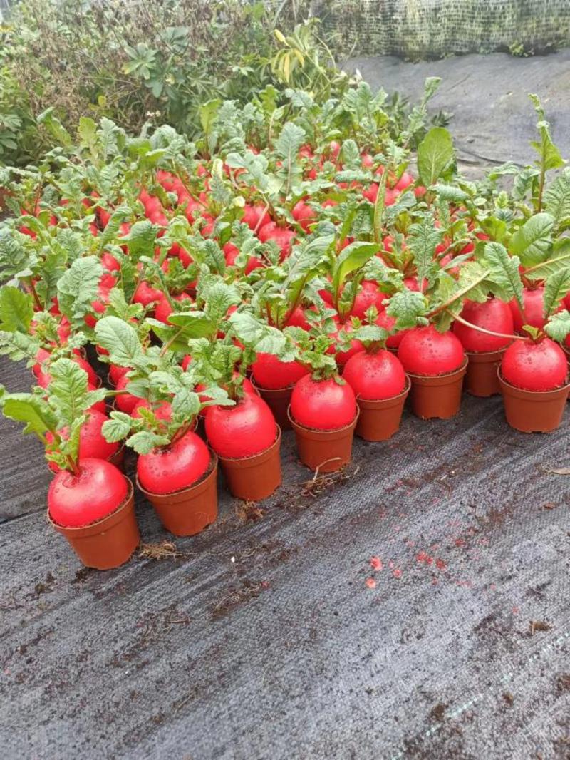 土培植物红皮萝卜盆栽好彩头萝卜盆可食水果盆栽