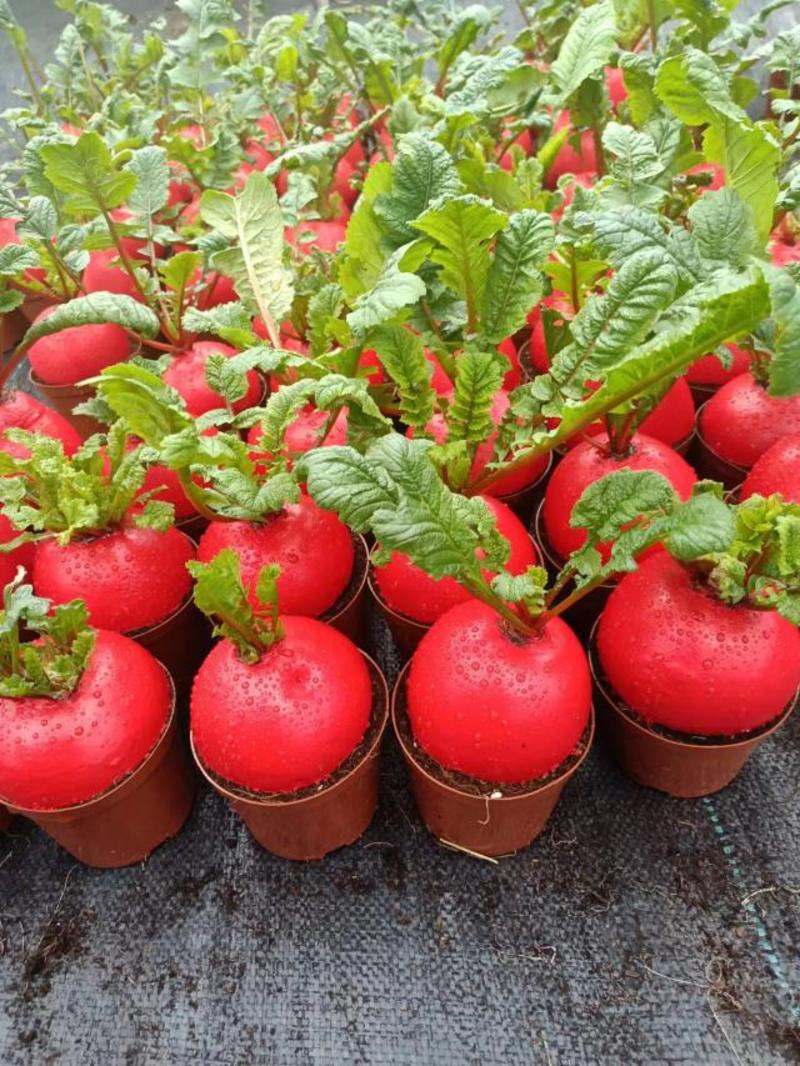 土培植物红皮萝卜盆栽好彩头萝卜盆可食水果盆栽