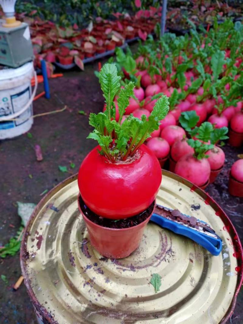 土培植物红皮萝卜盆栽好彩头萝卜盆可食水果盆栽