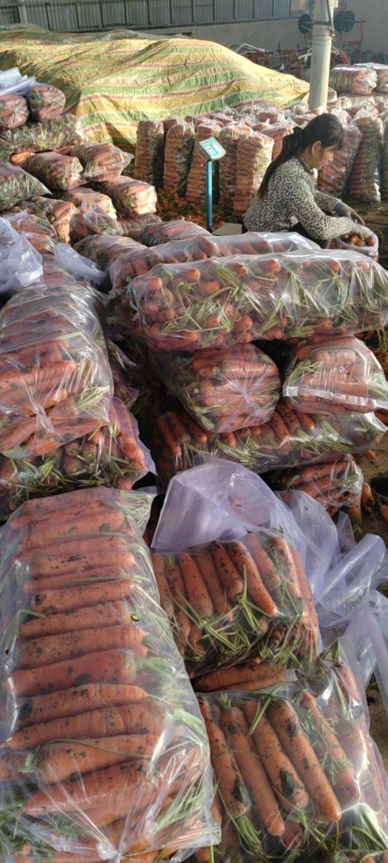 精品胡萝卜基地直供一手货源品质保证诚信经营