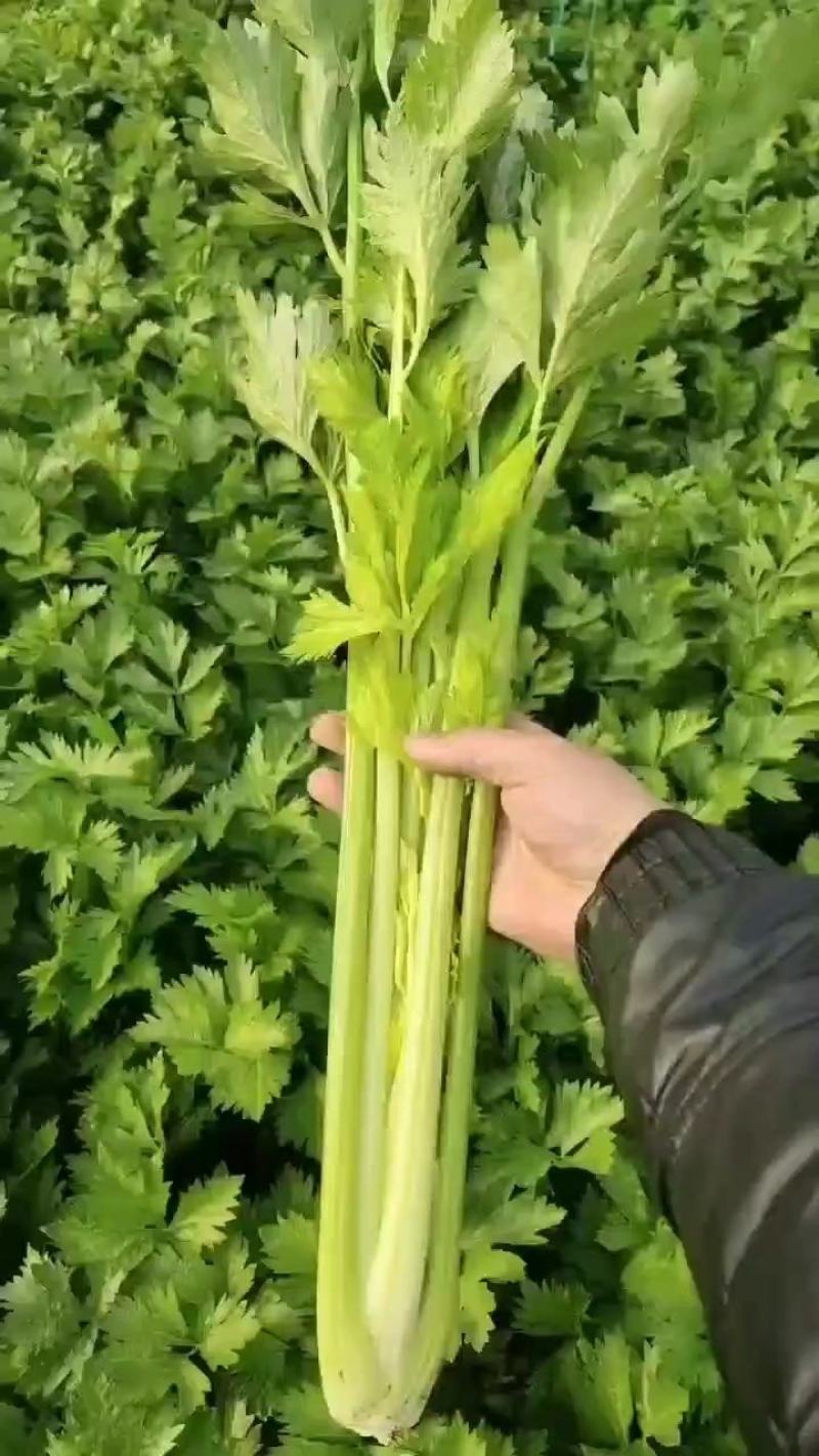 皇妃西芹大量上货中，专业团队，一条龙服务。