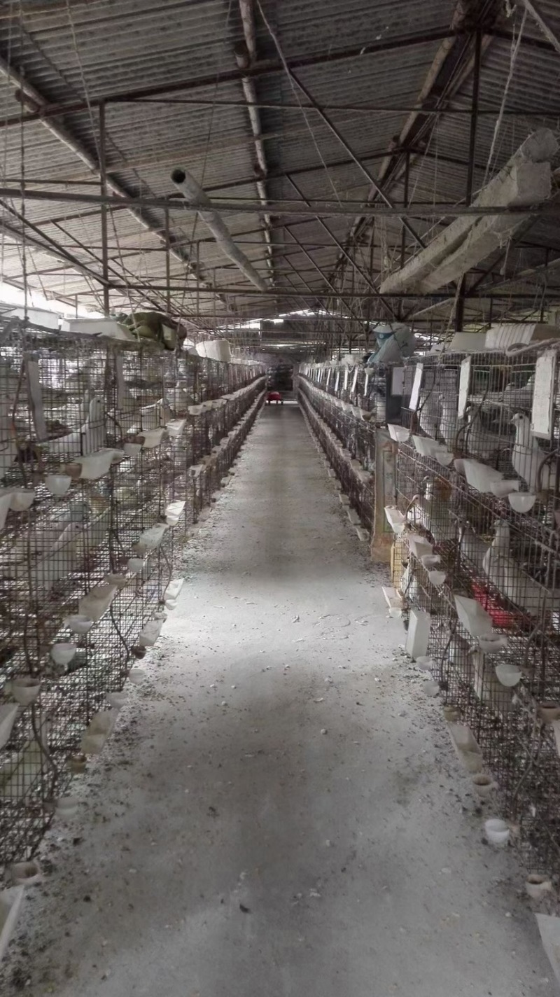 原粮乳鸽每天新鲜屠宰，广州佛山送货上门，广东省包邮到，