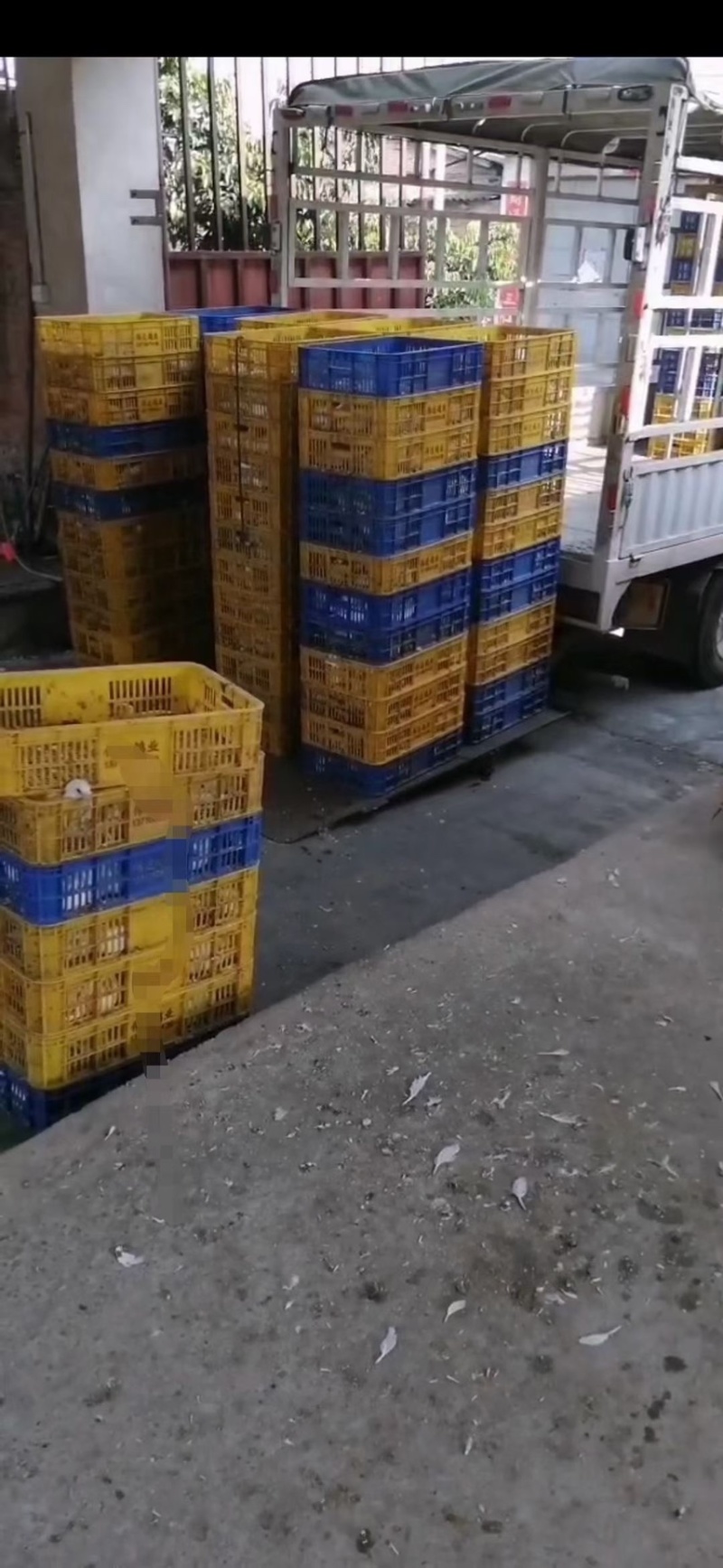 原粮乳鸽每天新鲜屠宰，广州佛山送货上门，广东省包邮到，