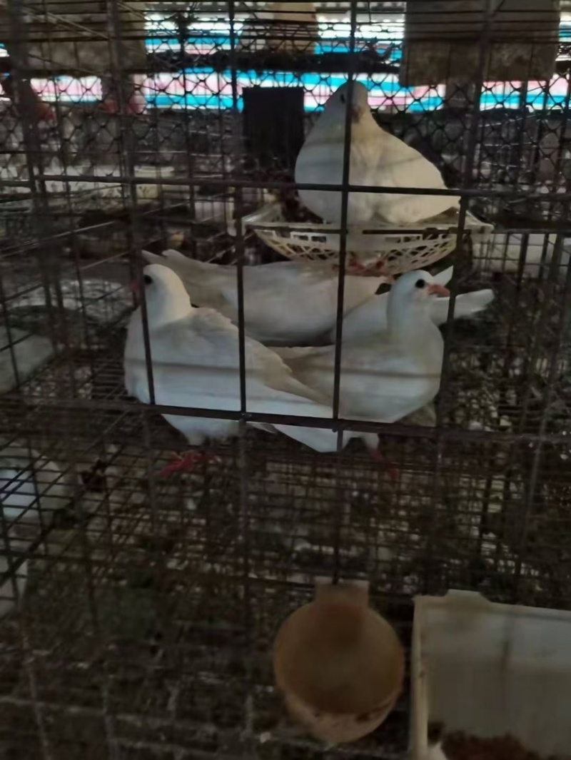 原粮乳鸽每天新鲜屠宰，广州佛山送货上门，广东省包邮到，