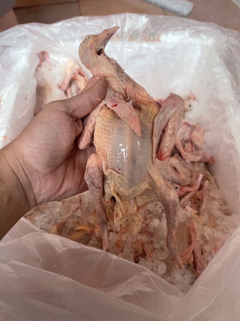 原粮乳鸽每天新鲜屠宰，广州佛山送货上门，广东省包邮到，