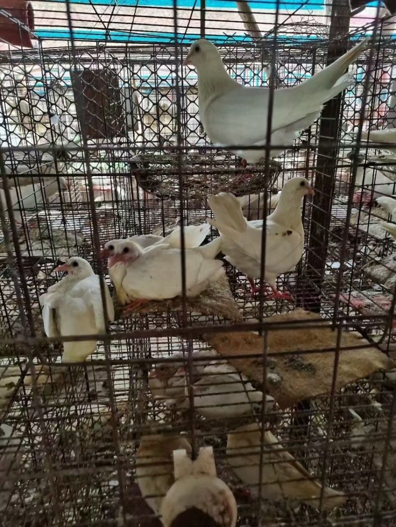 原粮乳鸽每天新鲜屠宰，广州佛山送货上门，广东省包邮到，