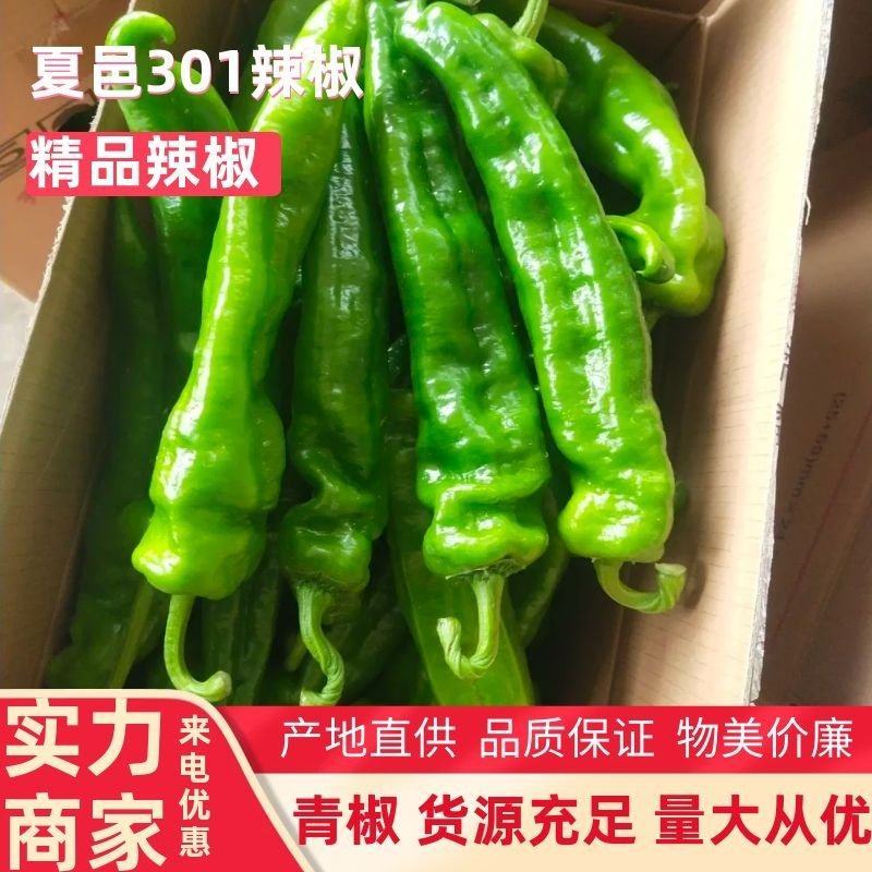 【辣椒】河南精品鲜辣椒产地直发物美价廉量大从优欢迎采购