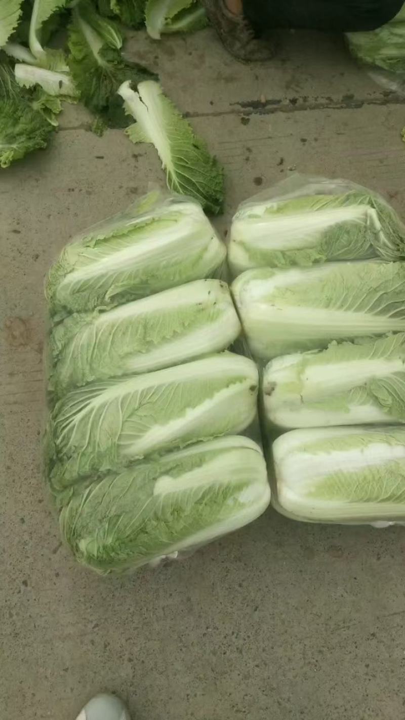 北京三号白菜2~3斤大量上市，欢迎询价