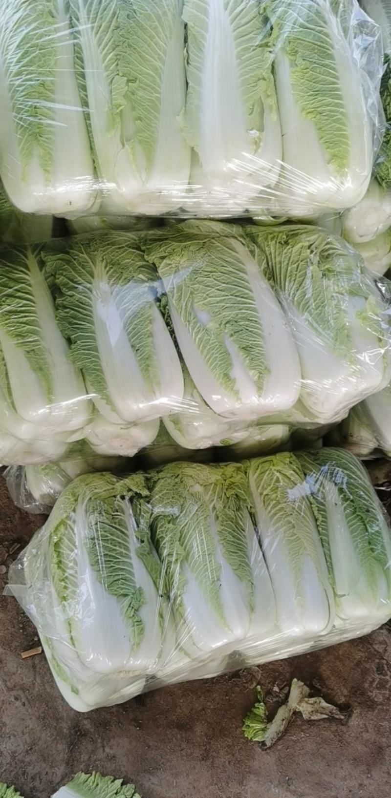 北京三号白菜2~3斤大量上市，欢迎询价