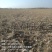平整完沙地800亩;未平整完沙地800亩。对外承租。