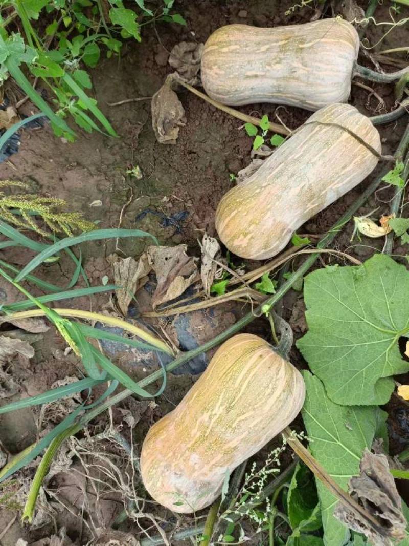 多美南瓜种子肉厚紧实心腔小好吃易种瓜重约3～5公斤