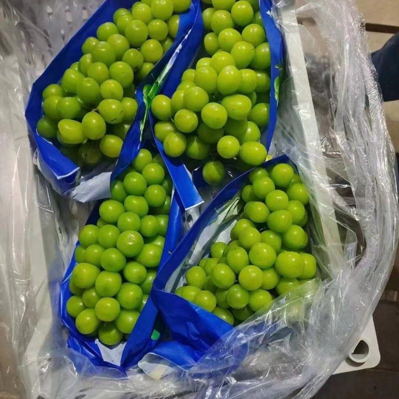 精品阳光玫瑰