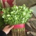 香菜