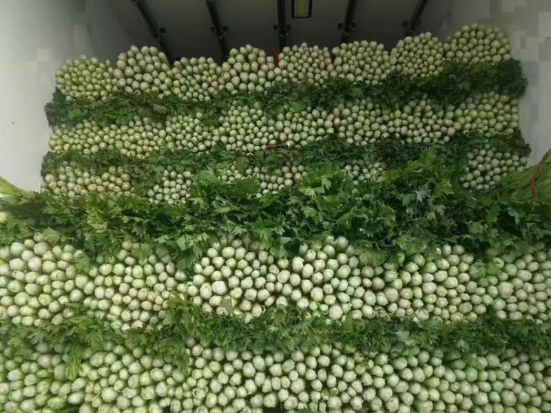 香菜