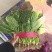 香菜