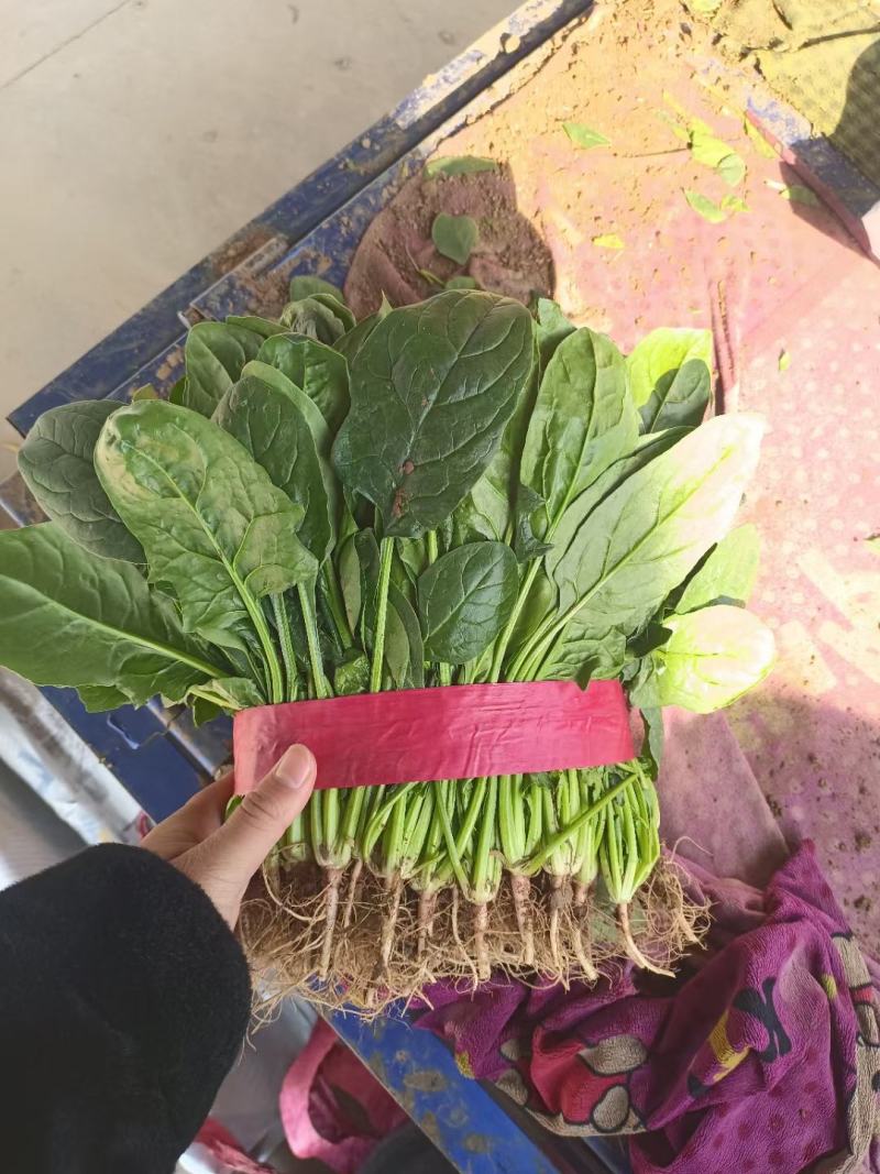 香菜
