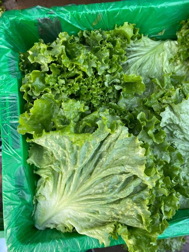 香菜