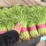 香菜