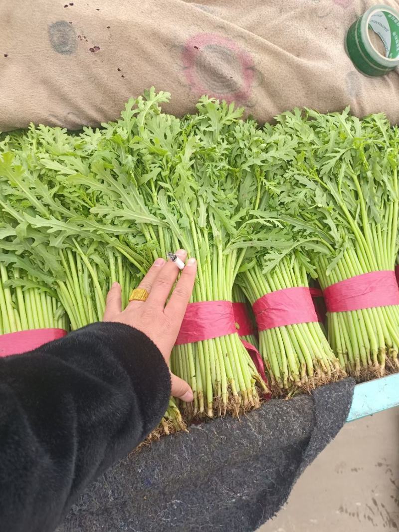 香菜