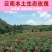 玫瑰花红茶凤合堂云南玫瑰花茶饼滇红茶花茶357g/饼