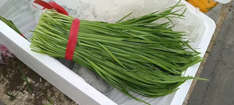 香菜