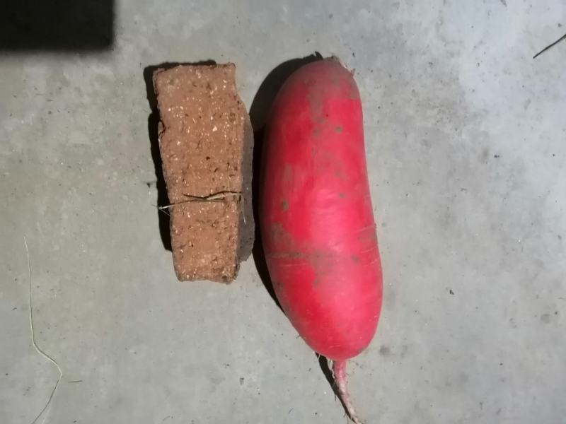 红皮萝卜水洗红皮萝卜带泥货供应各地市场商超产地直发