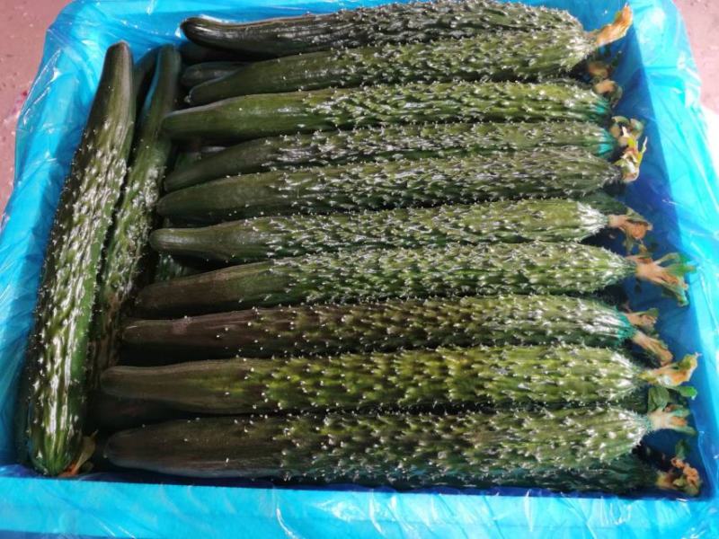 新秧油亮鲜花密刺黄瓜
