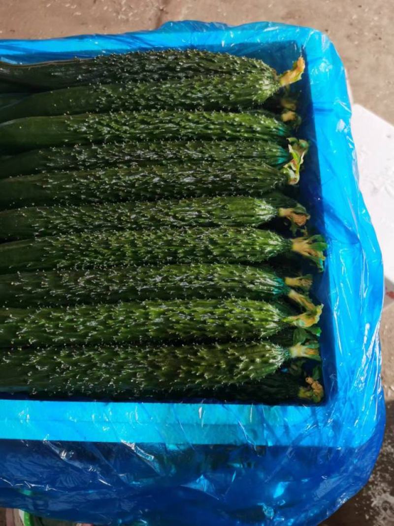 新秧油亮鲜花密刺黄瓜