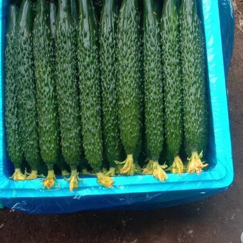 新秧油亮鲜花密刺黄瓜