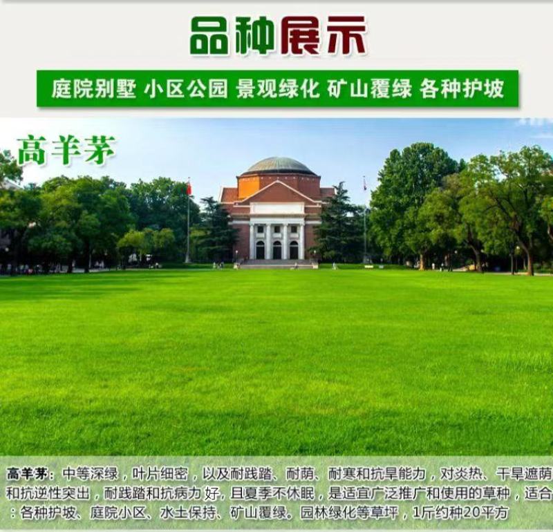 高羊茅种子草坪种子四季青草坪耐寒耐旱耐瘠薄发芽率98%