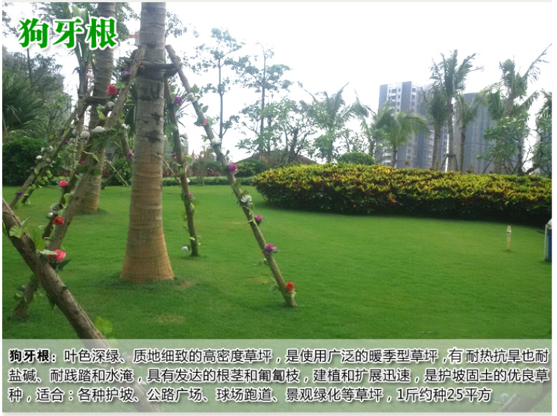 高羊茅种子草坪种子四季青草坪耐寒耐旱耐瘠薄发芽率98%