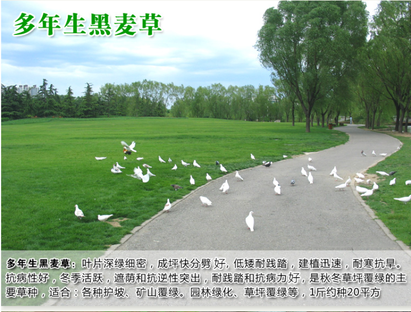 高羊茅种子草坪种子四季青草坪耐寒耐旱耐瘠薄发芽率98%