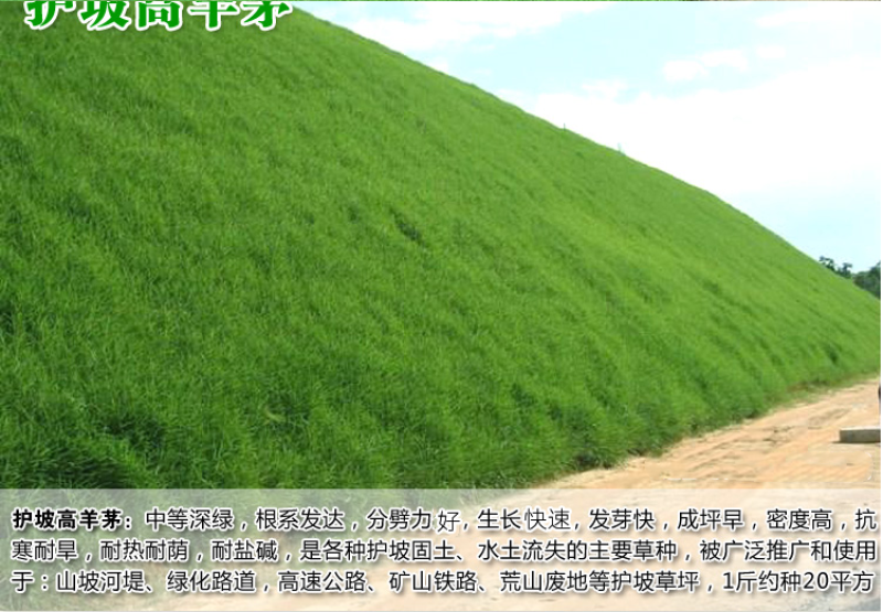 高羊茅种子草坪种子四季青草坪耐寒耐旱耐瘠薄发芽率98%