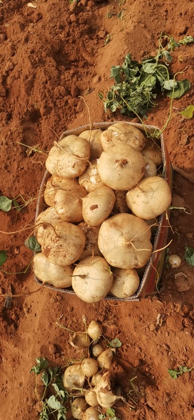 凉薯《白地瓜》广东徐闻凉薯清甜可口货源充足