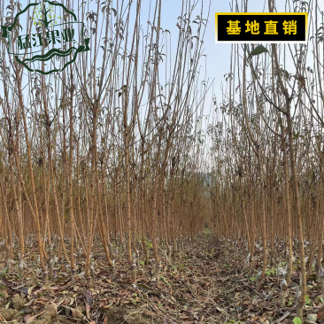 贵州六马蜂糖李苗原产地弄袍村原生苗一代嫁接苗